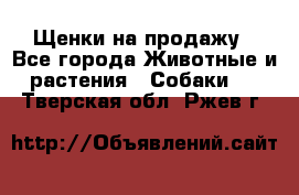 Щенки на продажу - Все города Животные и растения » Собаки   . Тверская обл.,Ржев г.